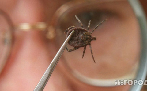 В Коми за неделю от клещей пострадало 264 человека