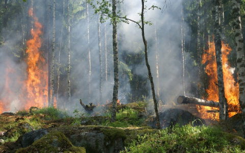 Разрушительная гроза в Коми стала причиной пожаров
