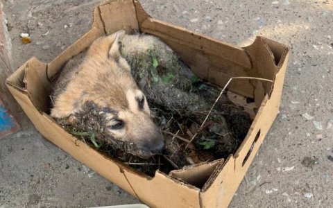 В Коми неизвестные облили щенка клеем и бросили его в лесу