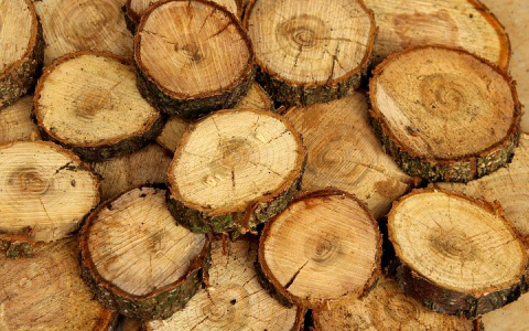 Наломал дров: житель Коми вырубил деревьев на 3,1 миллиона рублей и два года колонии