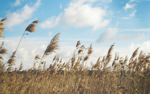 Шквалистый ветер и грозы: погода в Сыктывкаре на 29 июня