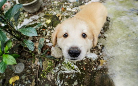 Жителю Коми, который выбросил из окна щенка, вынесли приговор