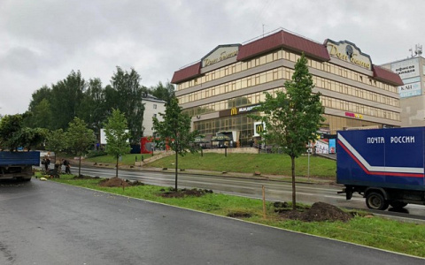 В Сыктывкаре на месте срубленных тополей посадили липы