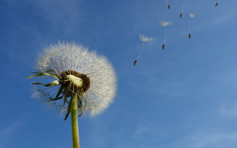 Погода в Сыктывкаре на 25 июля: тепло и немного дождливо