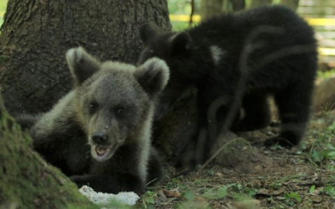 Медвежонок из Ухты нашел друга в своем новом доме (фото)