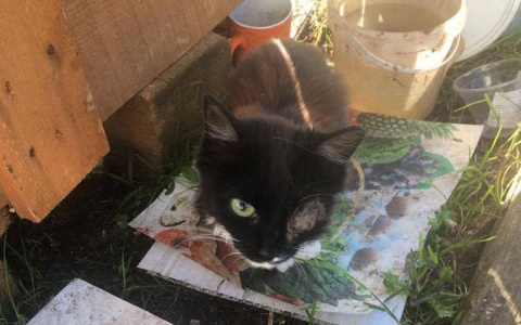 В Сыктывкаре неизвестный подстрелил кошку и оставил ее без глаза