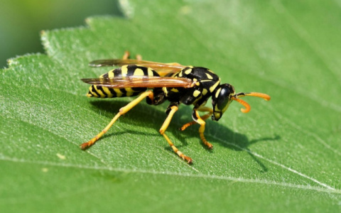 В Коми вернется жара