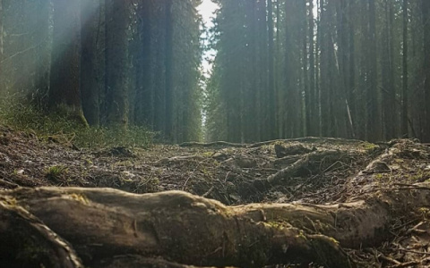 Пропавшую сыктывкарскую бизнес леди нашли мертвой