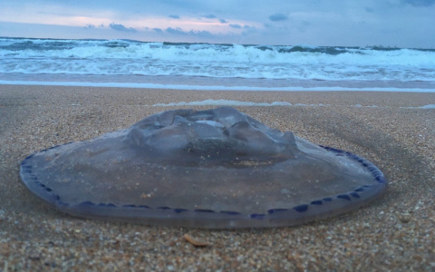 Фотограф из Сыктывкара заснял, как в Крыму на берег выбросило гигантских морских животных