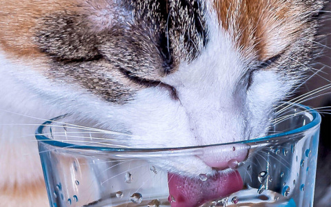 Почему мы пьем после еды и нужно ли это: мнение экспертов