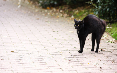 Пятница 13: чего стоит избегать знакам зодиака