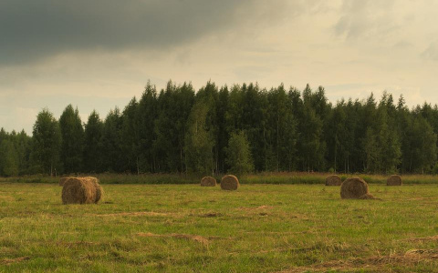 Жарко и дождливо: погода в Сыктывкаре на 21 августа