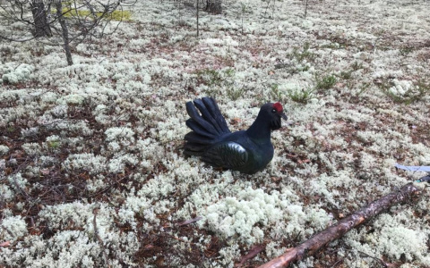 Все, что не приколочено: в Коми из леса украли тетерева