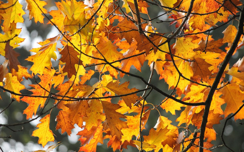 Холодает: погода в Сыктывкаре на 27 августа