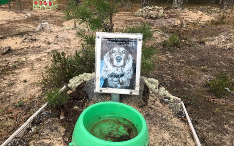 «Сначала подумала, что могилы детские»: сыктывкарка обнаружила незаконное кладбище животных