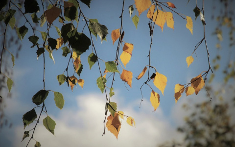 Последний день лета: погода в Сыктывкаре на 31 августа