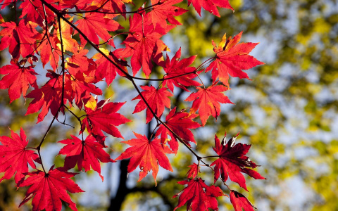Погода на День знаний в Сыктывкаре