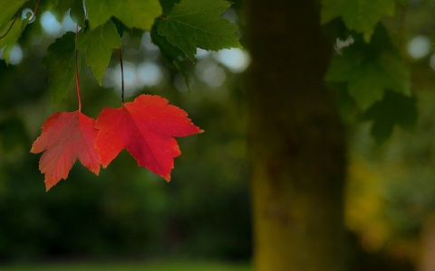 Дождь и серое небо: погода в Сыктывкаре на 2 сентября