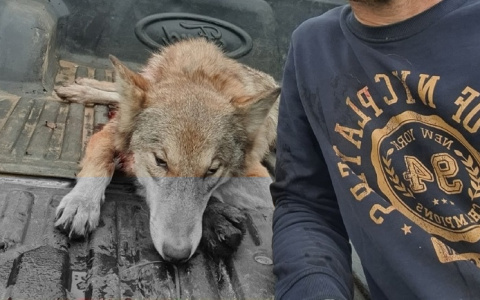 Сыктывкарец подстрелил матерую волчицу