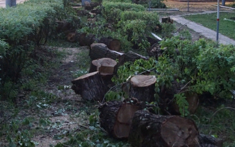 Сыктывкар без леса: сколько важных зеленых участков "уничтожили" в городе в 2021 году