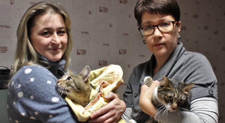 Эффект «Pro Города»: все 11 кошек, за которыми ухаживал сыктывкарец, нашли новый дом