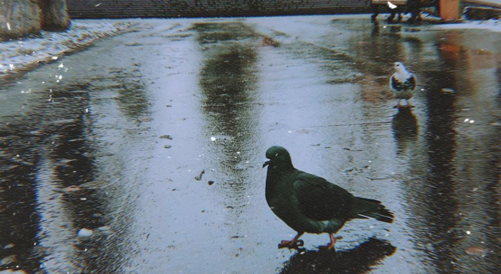 Фото дня: прогуливающийся по Кировскому парку Сыктывкара голубь