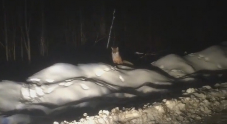 Жители Коми засняли на камеру прикормленную рыжую лису