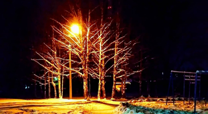 Фото дня в Сыктывкаре: красивая подсветка зимнего дерева