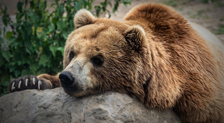 Новости про медведей в конопле start tor browser скачать для андроид попасть на гидру