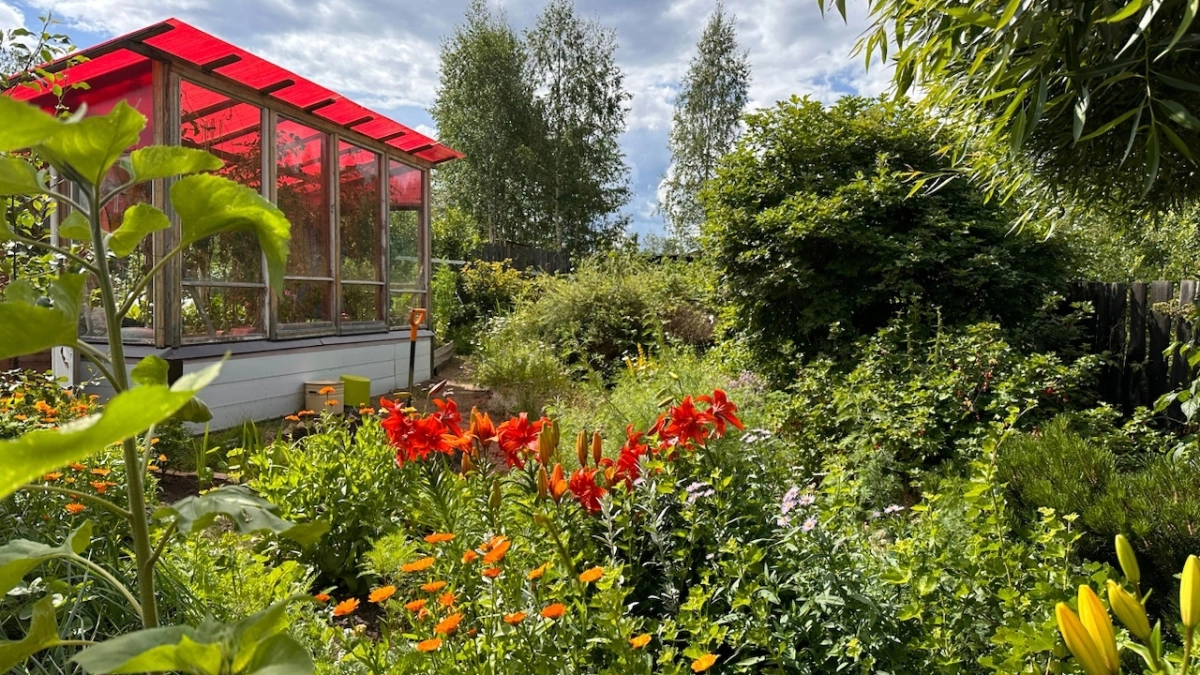 Проверенный способ выгнать муравьев и тлю с участка: понадобится 25 рублей и 5 минут - настоящая находка