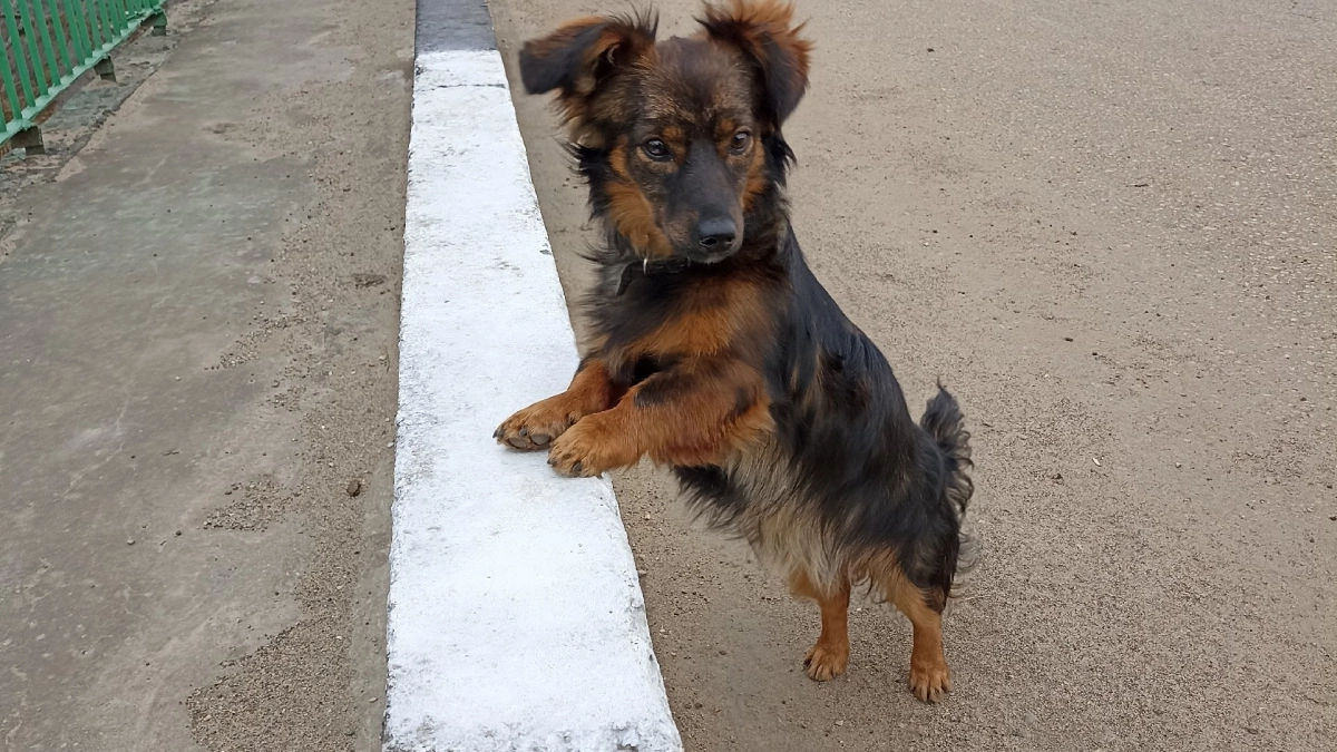 Лакомства, которые убивают: чем нельзя кормить собаку ни при каких условия - запомните раз и навсегда