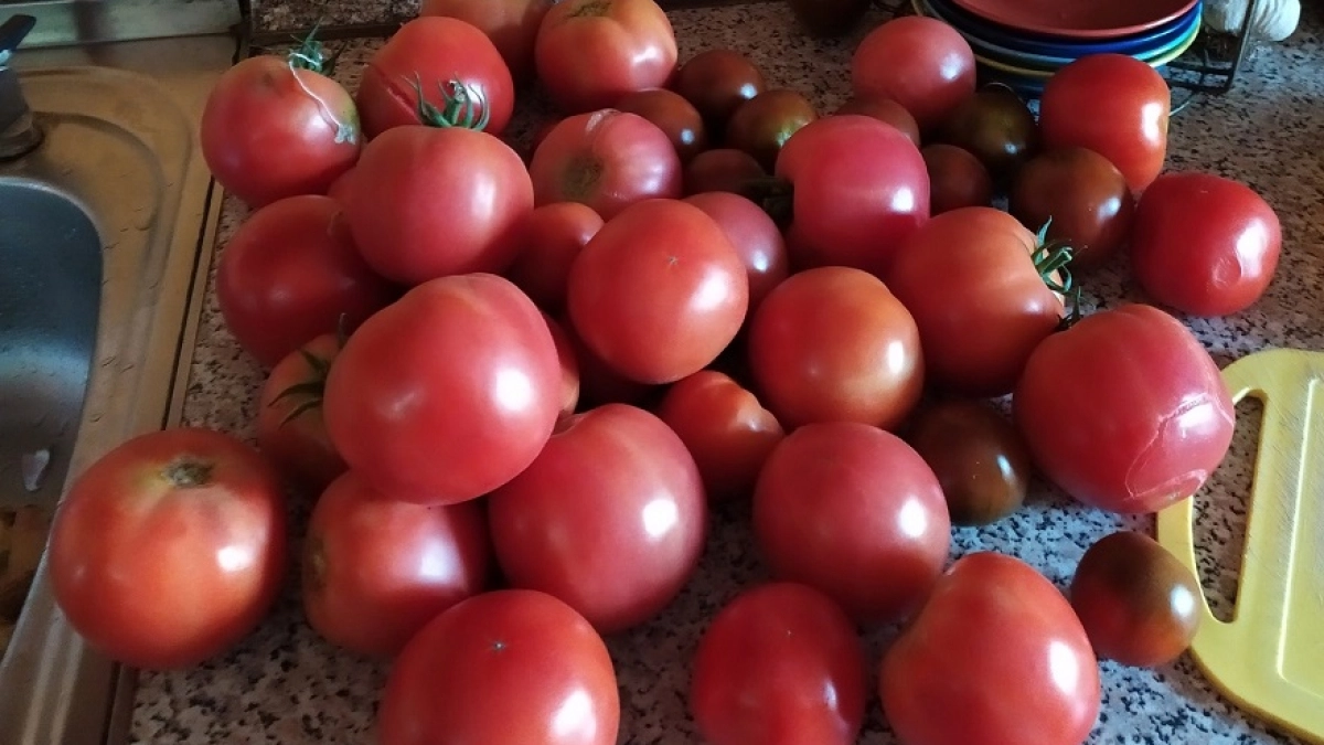 Не томаты, а чистый сахар: 3 сорта с фруктовым вкусом – бомбический урожай