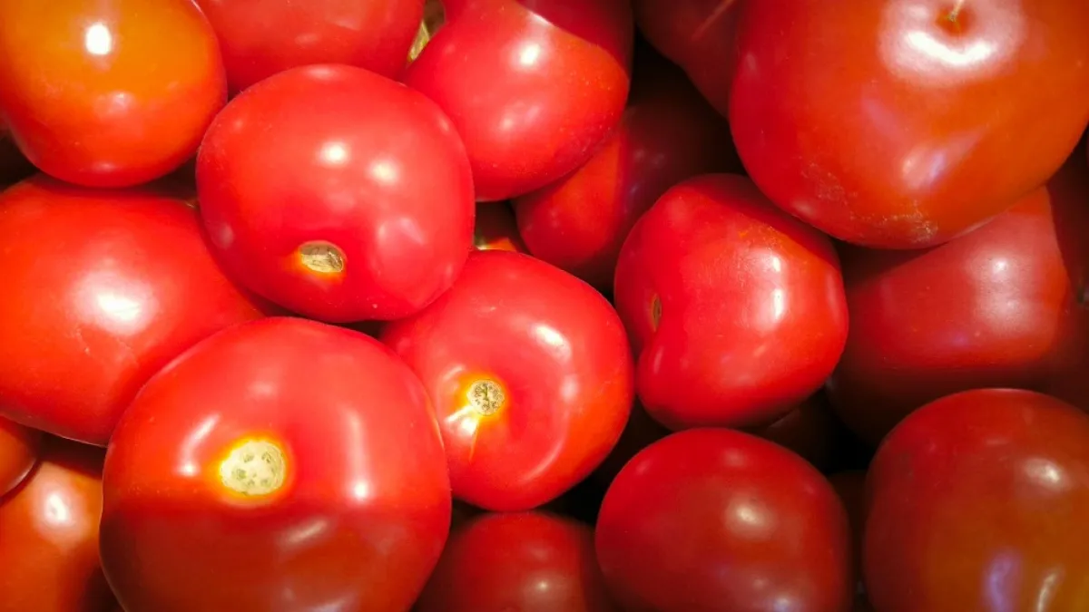 Топ-5 самых сладких сортов томатов для посадки на рассаду - охота за ними началась уже с декабря
