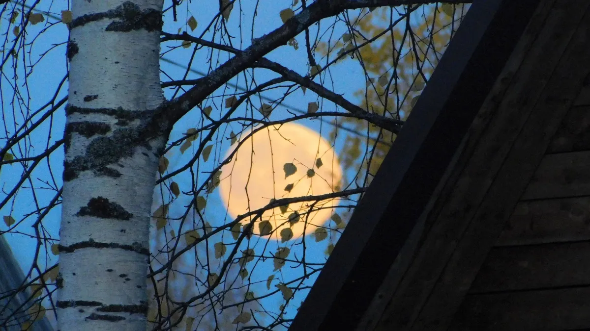 Домашние вампиры: 6 вещей в квартире, которые крадут здоровье и удачу день за днем