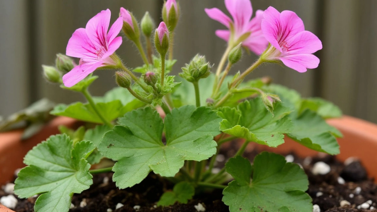 Кидаю одну крошку в горшок — и бутоны герани лезут даже на молодых черенках, а листья остаются зелеными