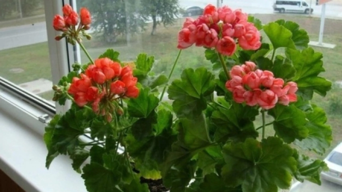 Всего одну крошку в горшок — и бутоны герани лезут даже на молодых черенках, а листва не пожелтеет