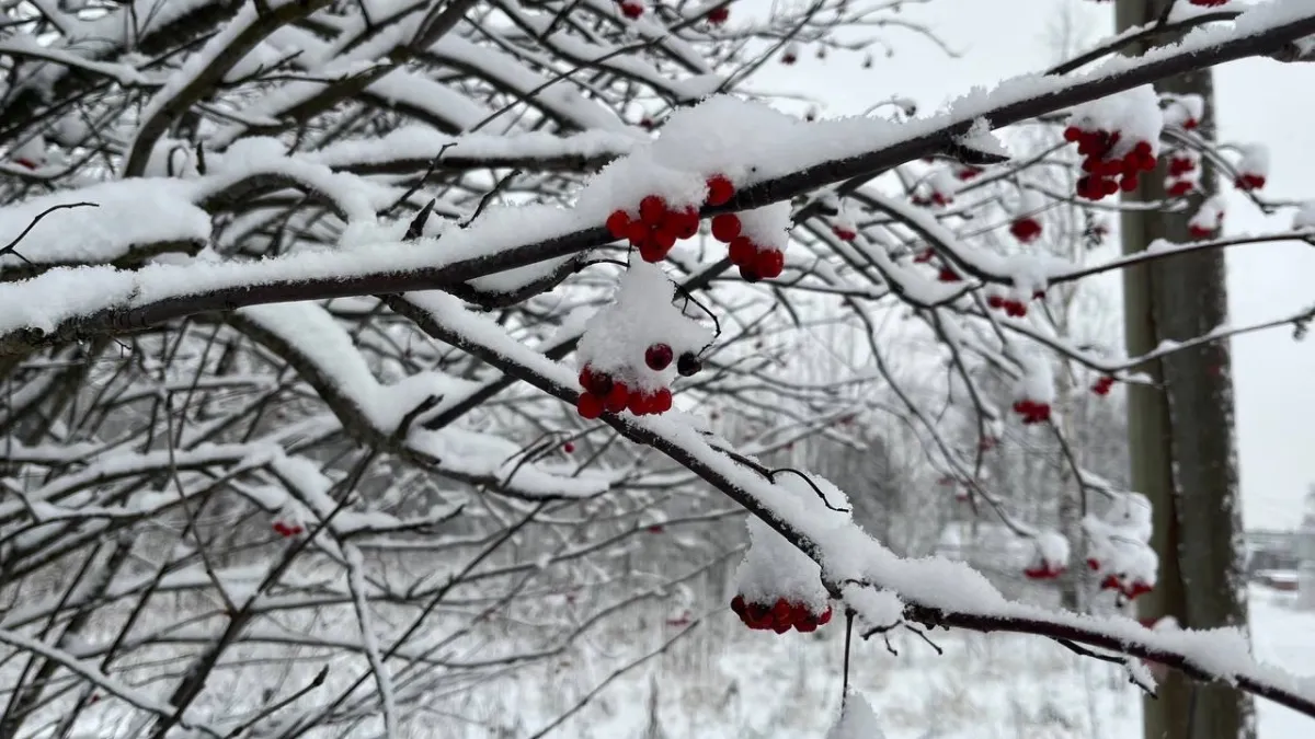 В Коми на юг 7 марта надвигается снегопад, а на севере ударят морозы до -44°