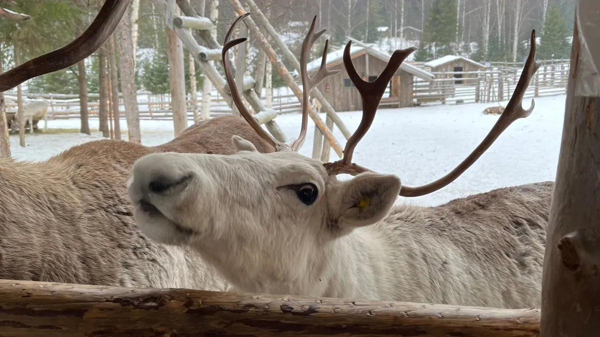 В Коми создадут крупное госпредприятие для развития оленеводства