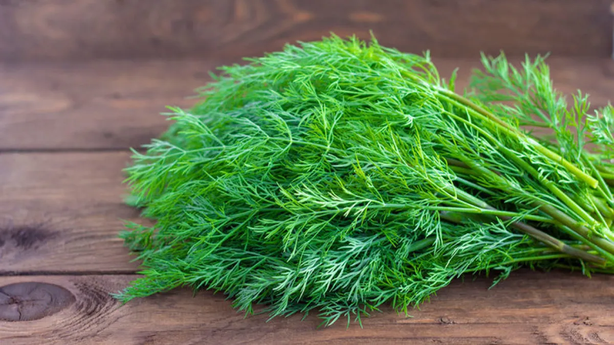 Какие сорта укропа будут давать зелень все лето, даже без подсева