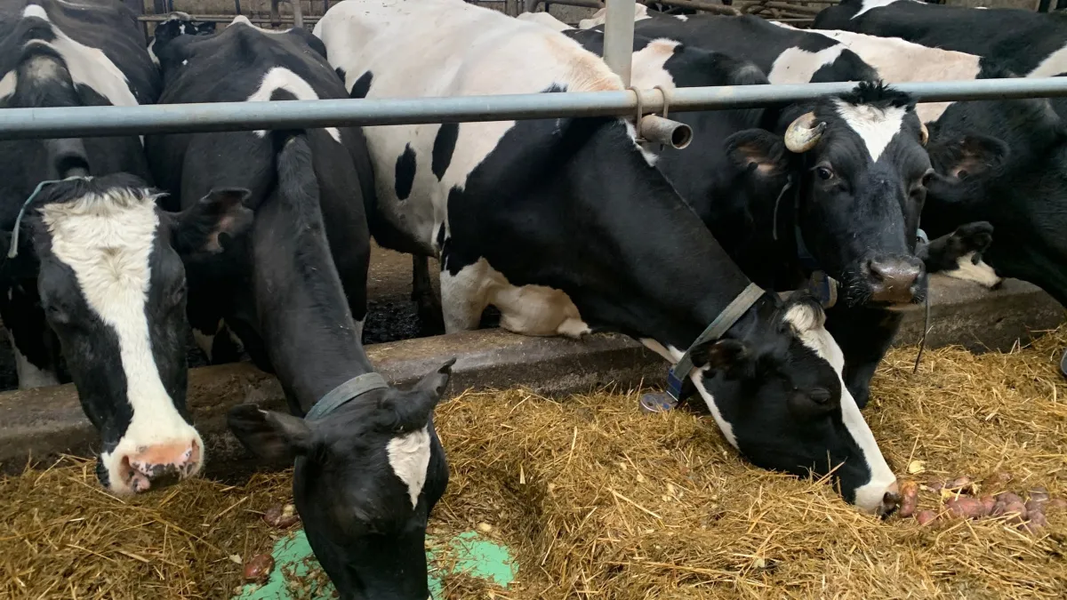 В Коми поддержат племенные хозяйства бюджетными субсидиями