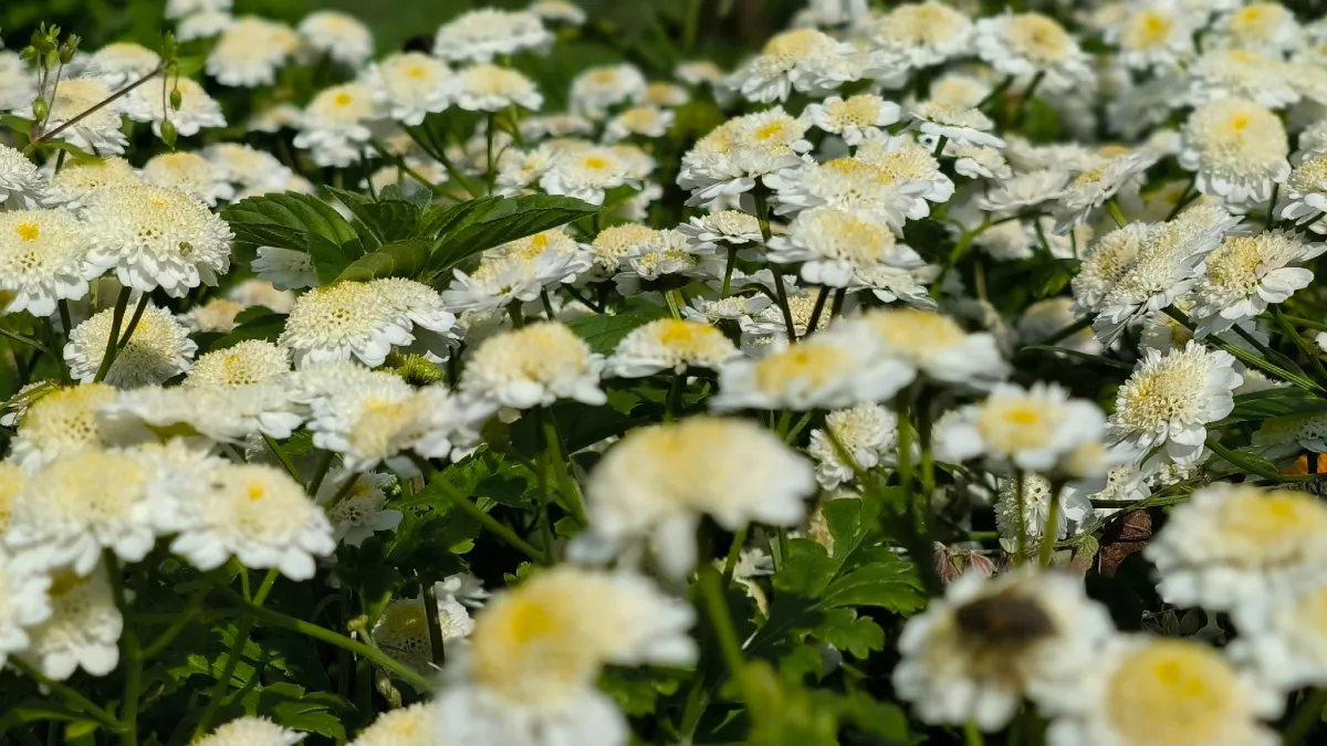 Персиковые шапки для вашего сада: этот цветок радует всё лето с минимальными усилиями
