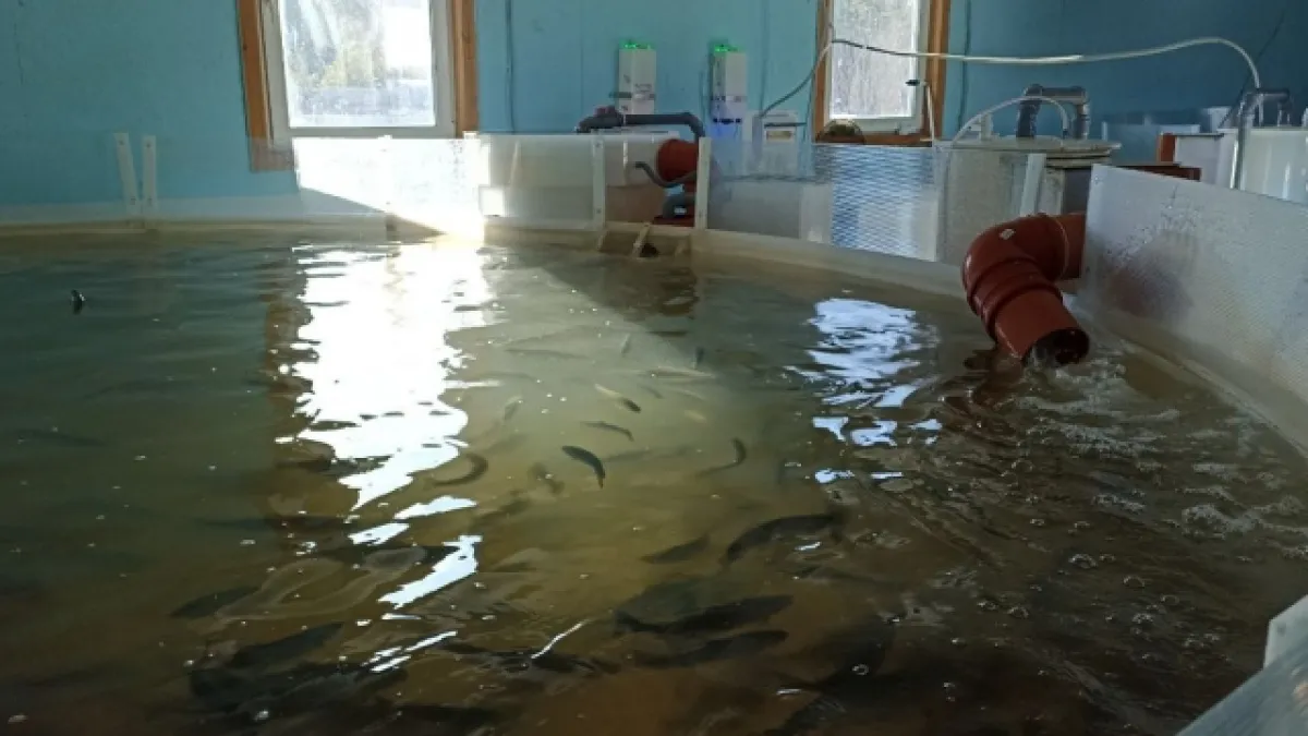 В Коми предпринимательница на госгранте наладила производство форели