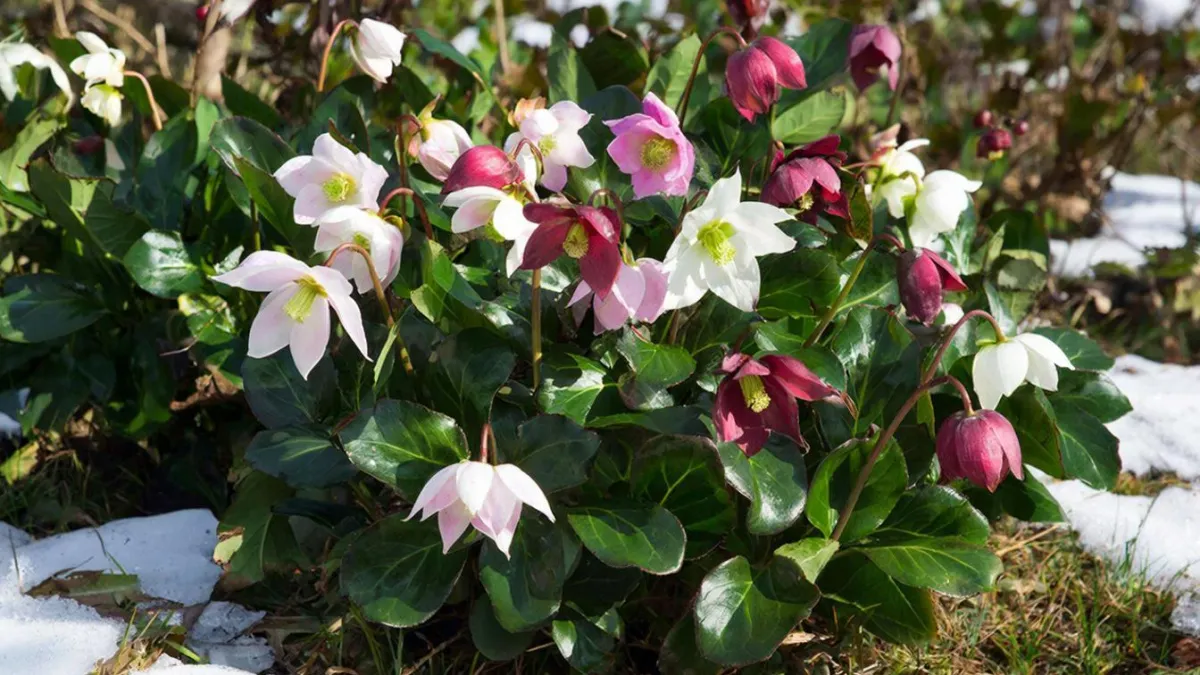 В марте сеем — летом радуемся: какие цветы стоит посеять в начале года, чтобы опередить соседей