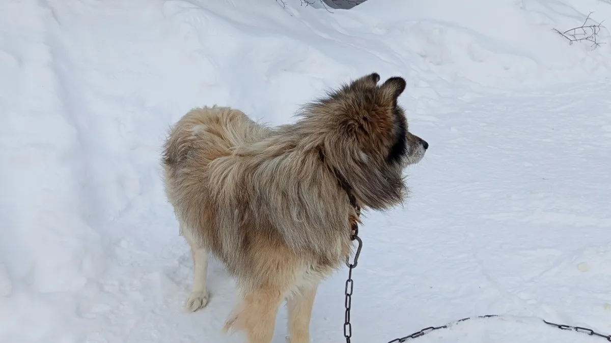 Любят своих хозяев до беспамятства: 4 породы собак, которые будут с вами везде