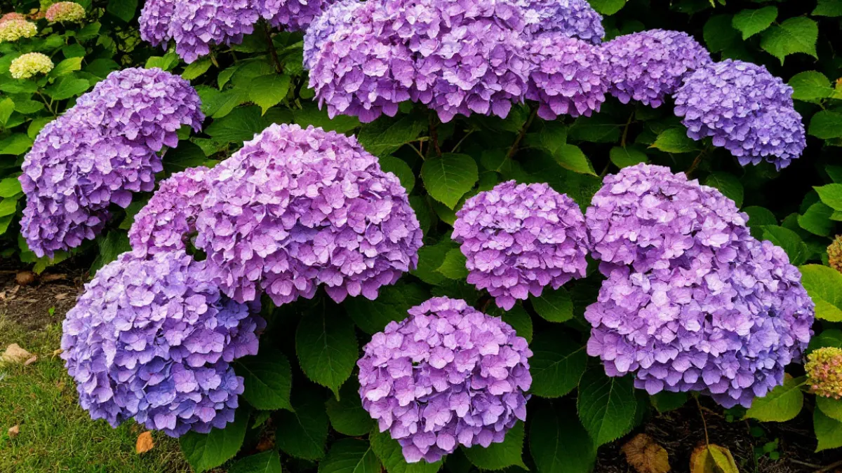 Разноцветные шапки для вашего сада: этот цветок радует всё лето с минимальными усилиями  