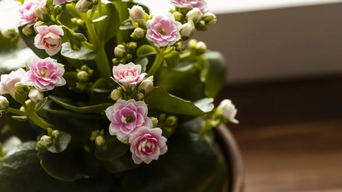 Подкормила Каланхоэ этой таблеткой — устала считать новые бутоны: лезут круглые сутки