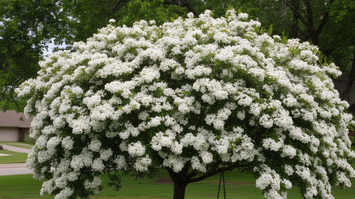 Гортензия в пролёте: этот кустарник радует цветением с лета до зимы и превращает сад в пушистое облачко круглый год