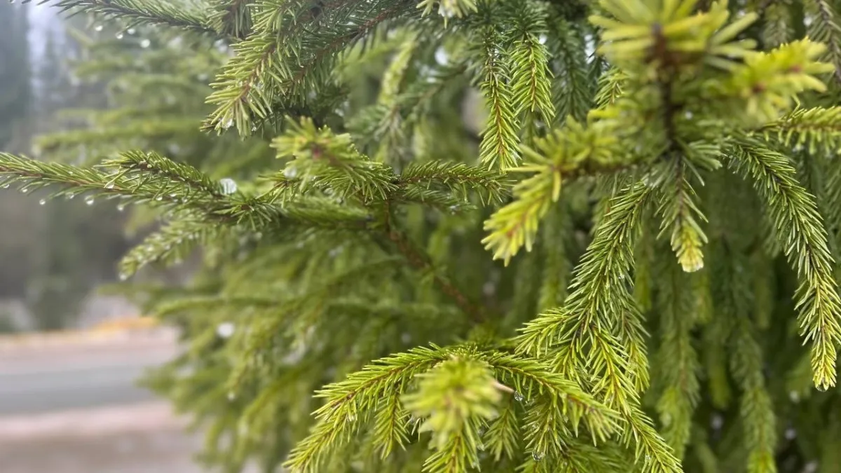 На юге Коми потеплеет до +3 градусов, а на севере ожидается -30: синоптики рассказали о погоде на 12 марта 