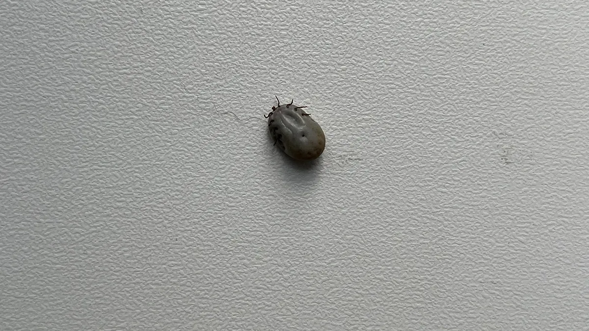 Мощная защита от клещей: нанесите 5 капель на одежду, эффект держится до вечера