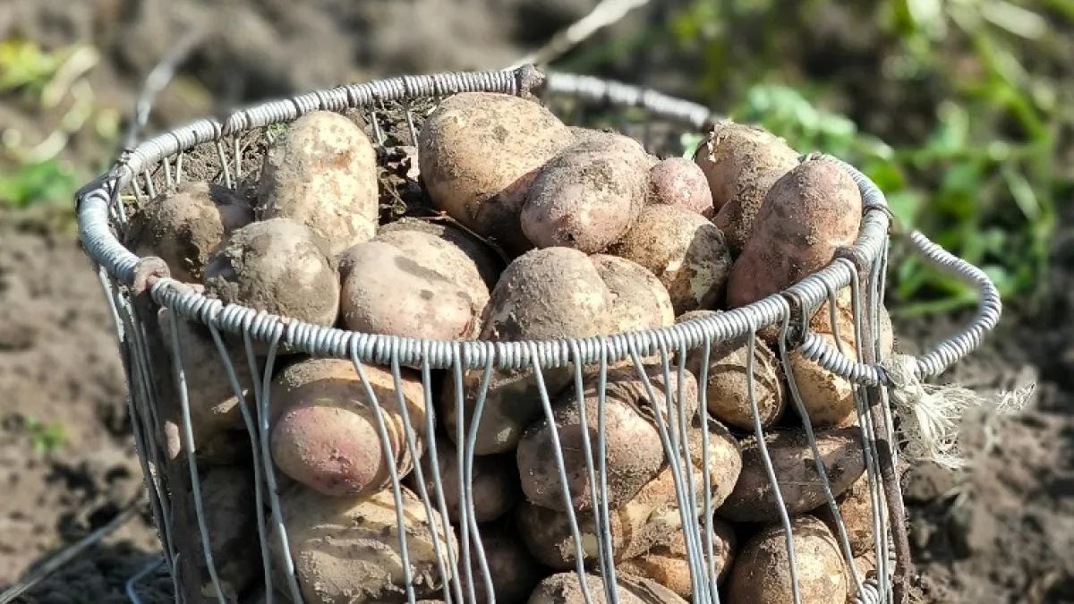 Названы лучшие сорта раннего картофеля — сажаем весной, а урожай ждем уже в начале лета